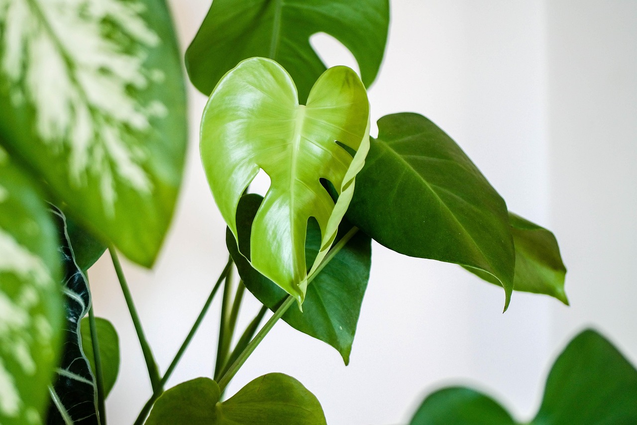 Philodendron