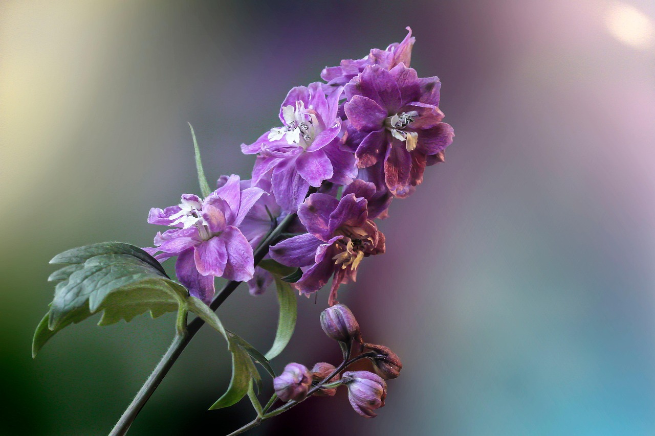 Ridderspoor: Majestueuze Schoonheid voor Elke Tuin