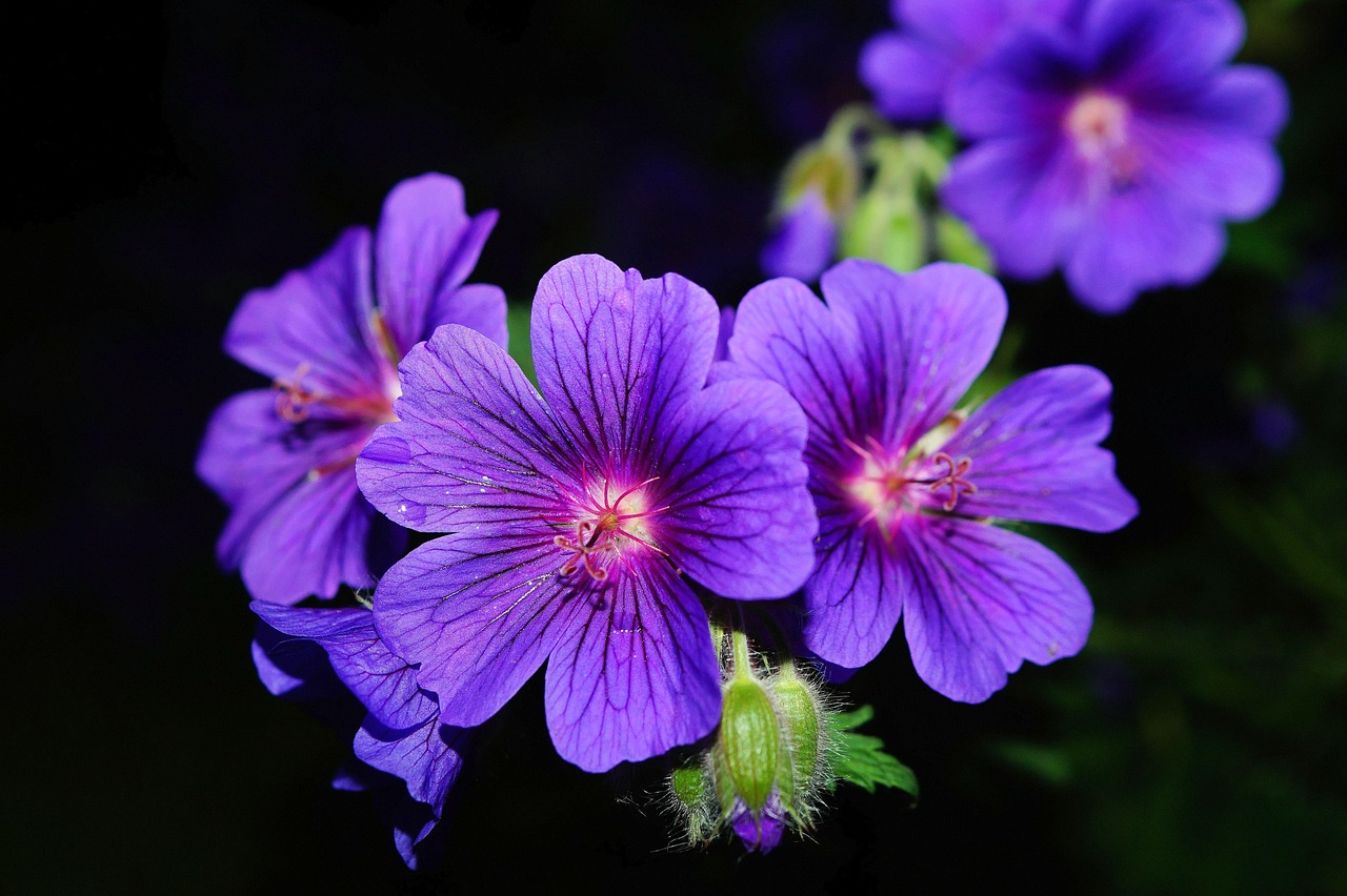 Geranium: Alles over deze veelzijdige plant!