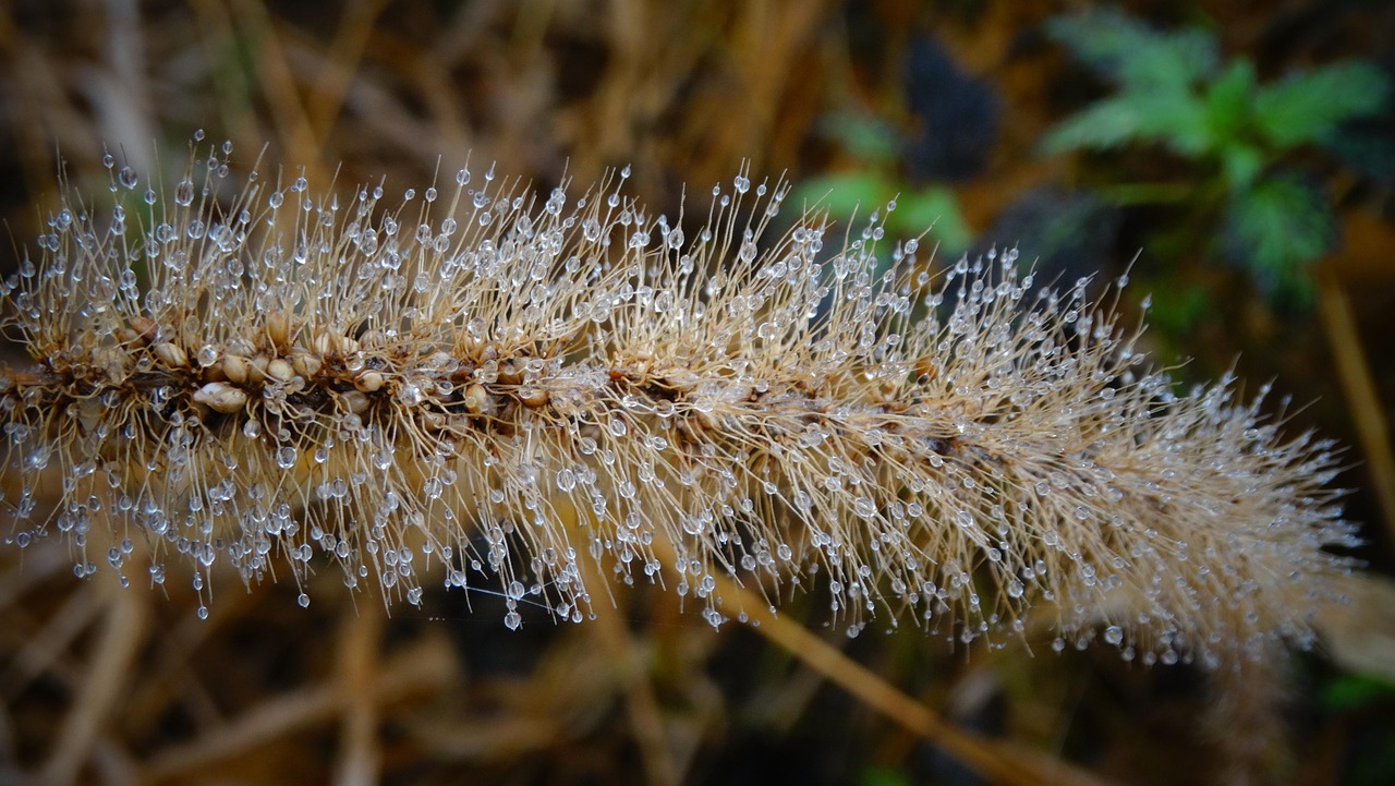 Lampenpoetsersgras: Sierlijk Sieraad voor Elke Tuin