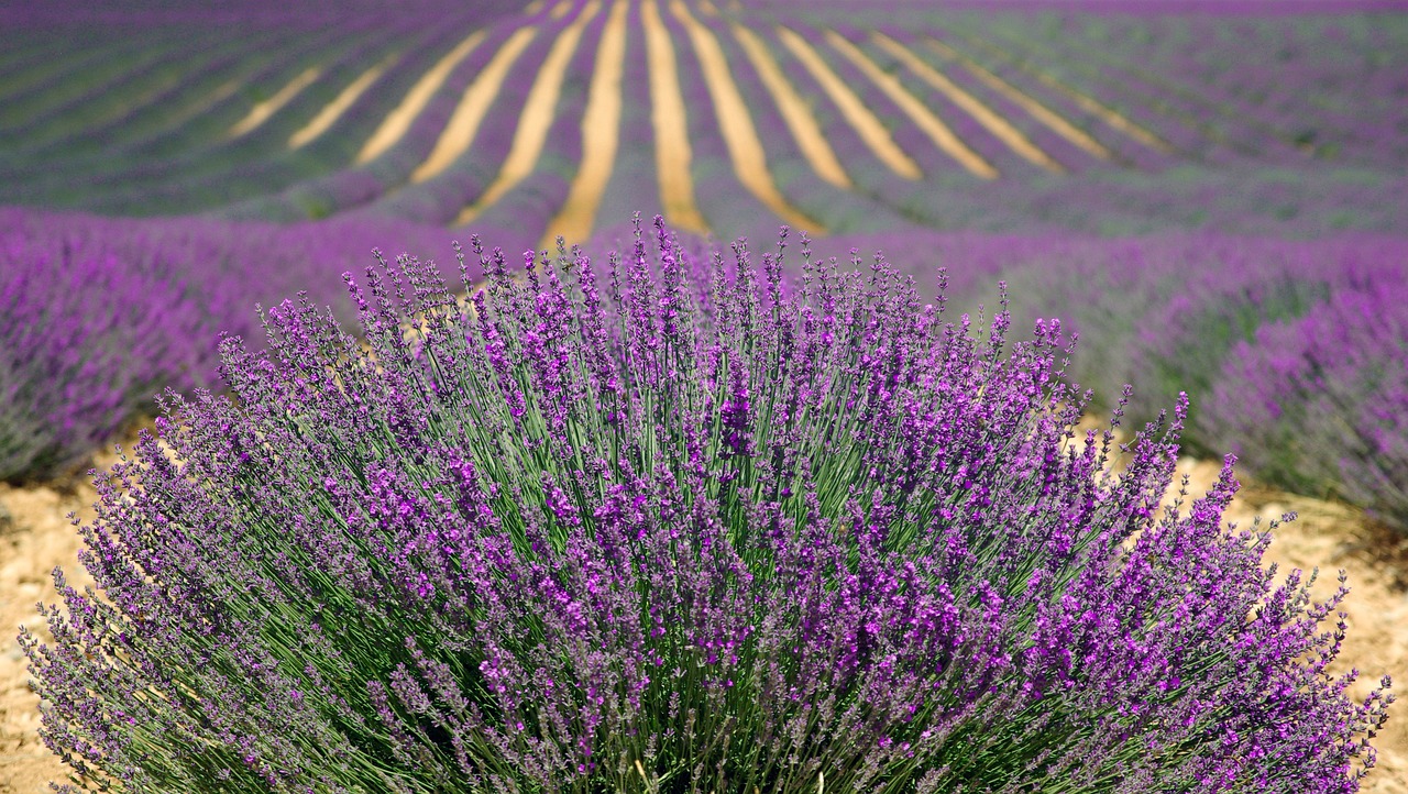 Lavendel