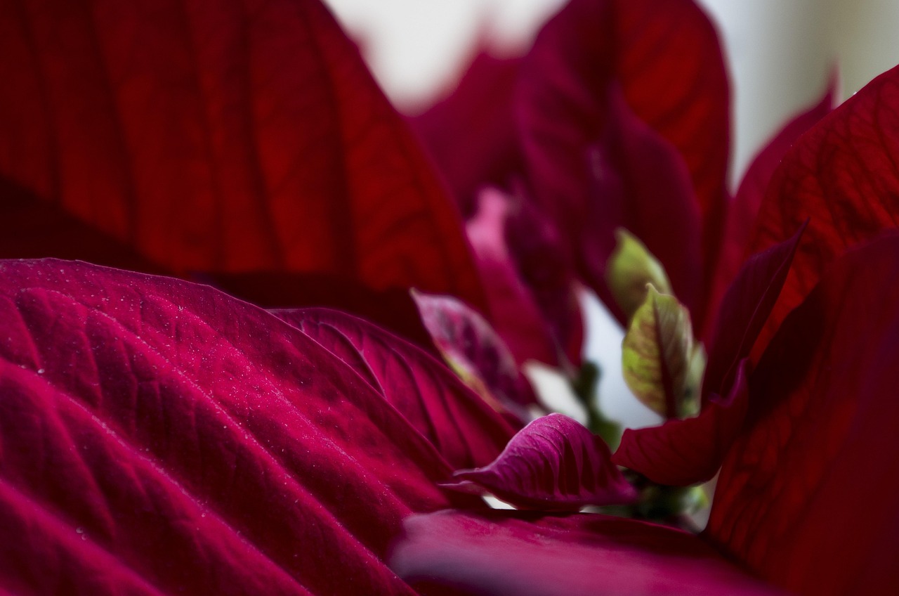 Euphorbia: soorten, verzorging & tips voor bloei