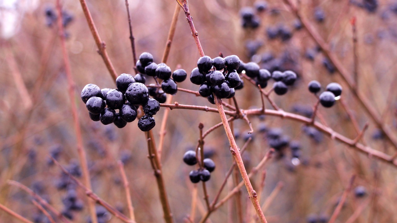 Liguster Kopen: Alles Over Deze Veelzijdige Haagplant