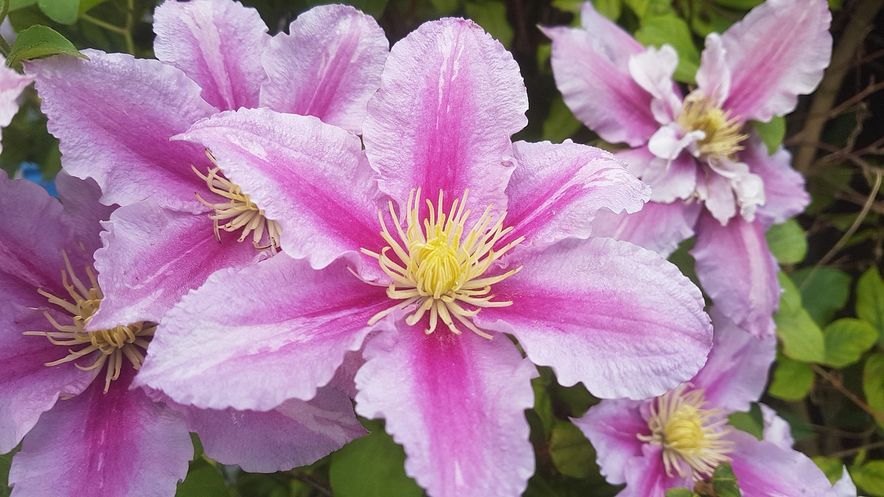 Clematis: De Betoverende Klimplant voor Jouw Tuin