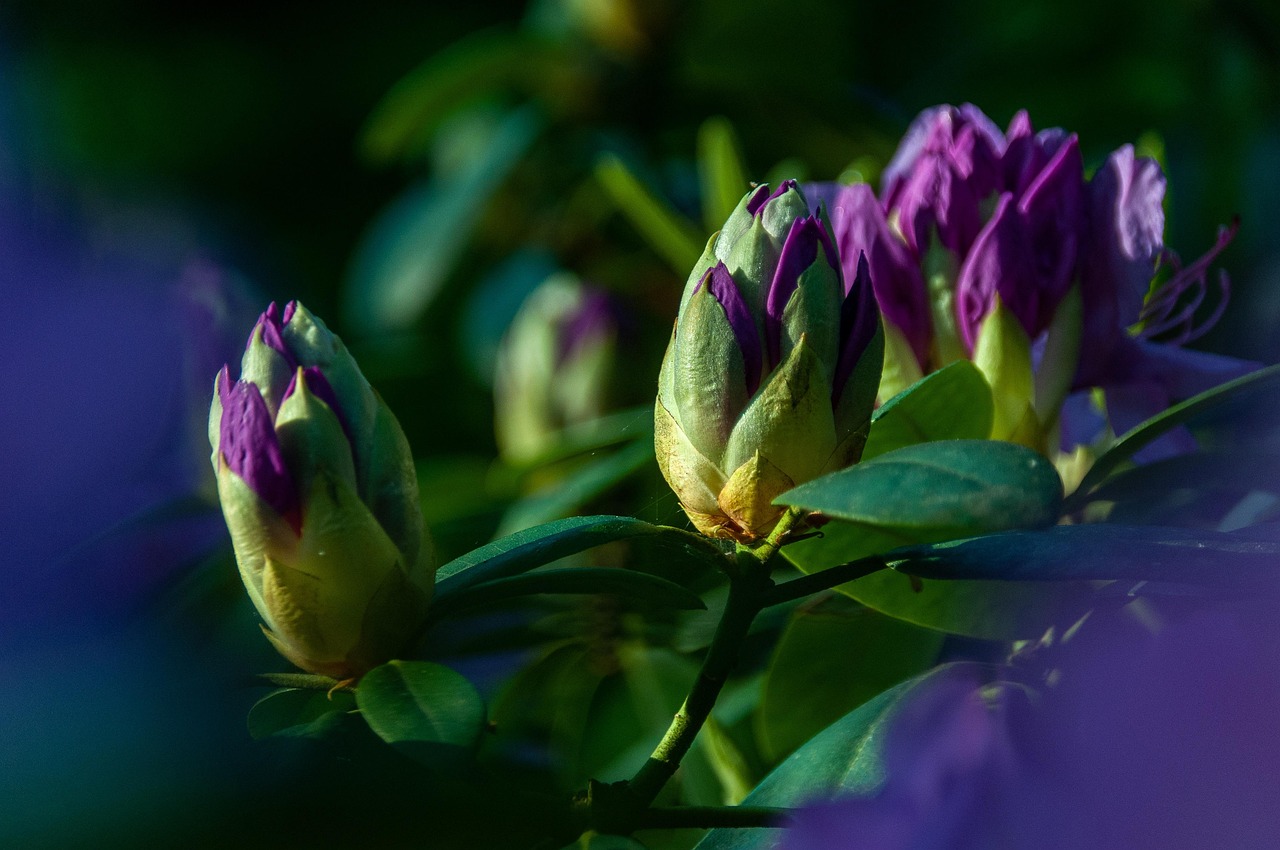 Rhododendron: Tips voor Pracht in Jouw Tuin