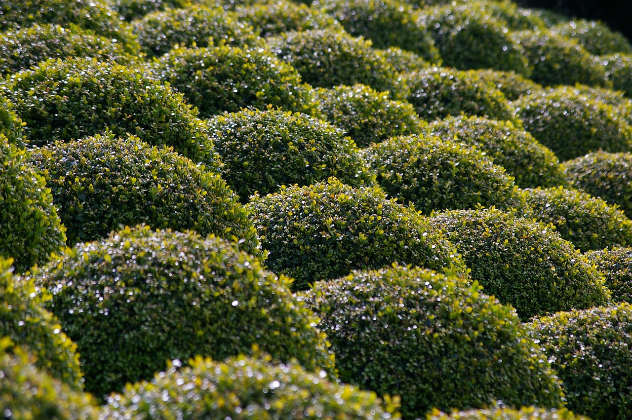 Buxus