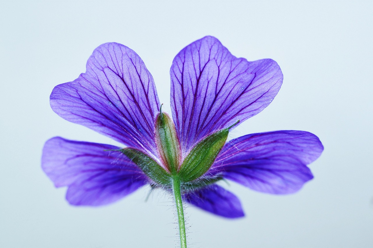 Geranium